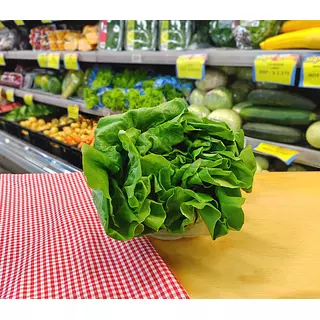 Hortifresco Lechuga 130g Verde Lisa