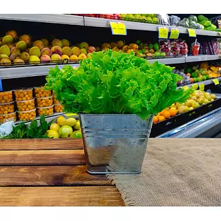 Hortifresco Lechuga Hidroponica Verde Crespa Unidad