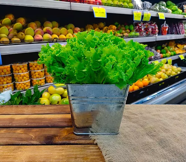 Hortifresco Lechuga Hidroponica Verde Crespa Unidad